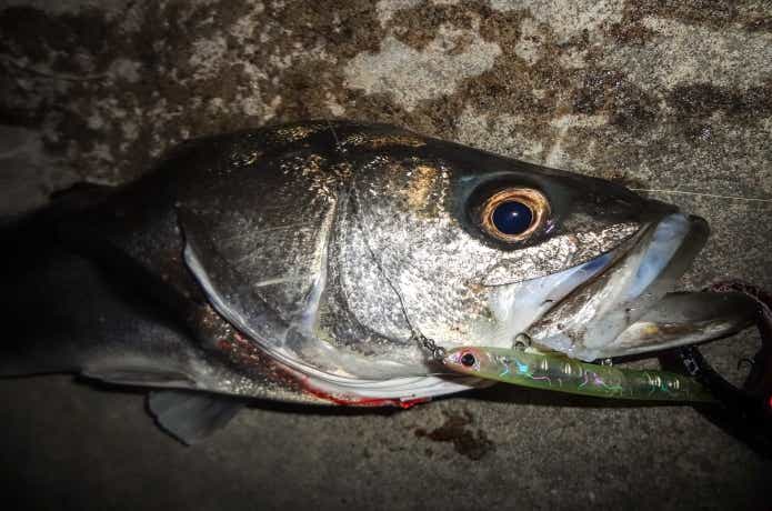 川バチパターンで釣れたシーバス