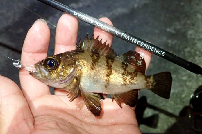3月に釣れる魚メバル