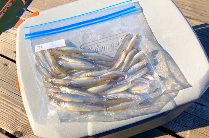 2月に釣れる魚ワカサギ