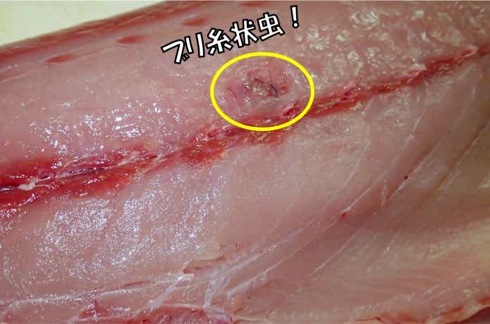 ブリ糸状虫の寄生する部位