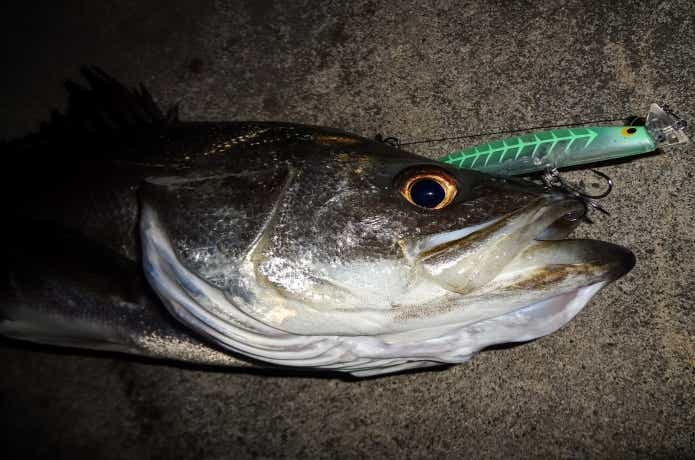 川バチパターンで釣れたシーバス