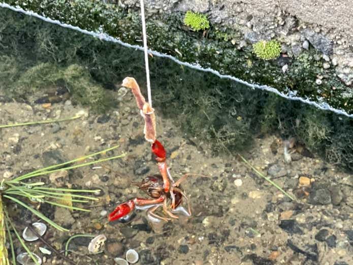 ザリガニ釣り