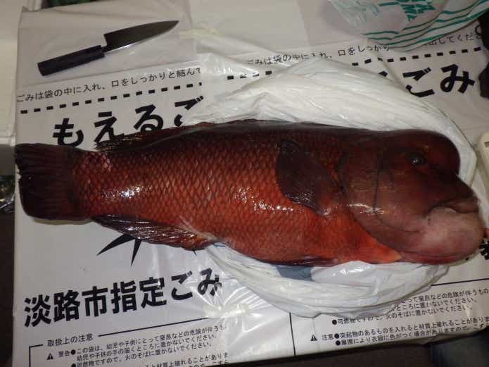 コブダイを食べてみた