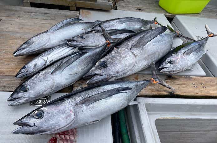 トンジギで釣るコツ