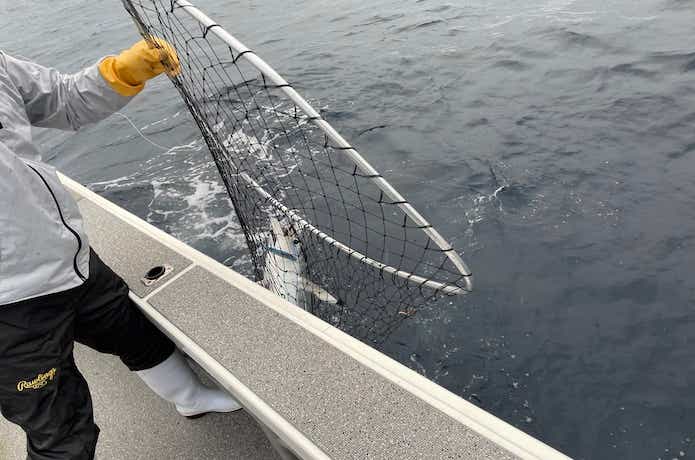 釣り上げたビンチョウマグロ