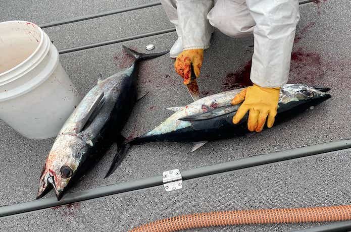 ビンチョウマグロの処理