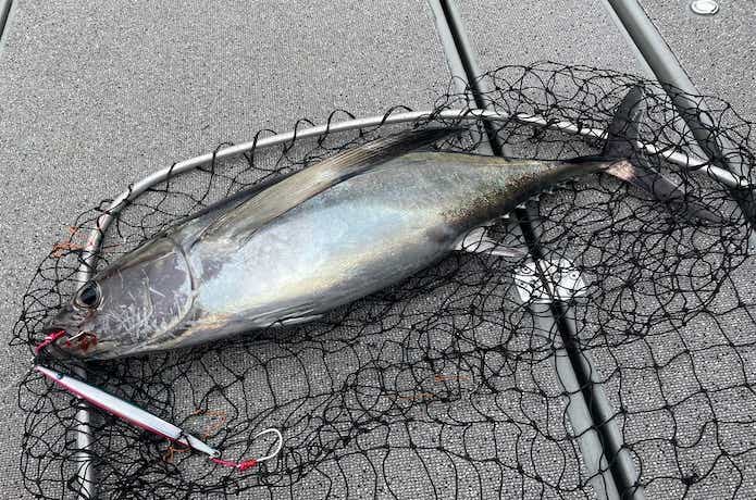 ウロコジグでビンチョウマグロの釣果