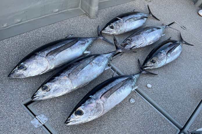 ビンチョウマグロの船中釣果