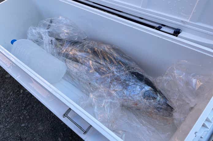 ビンチョウマグロの保存