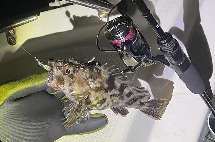 23エアリティで釣れた魚