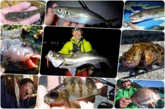1月に釣れる魚