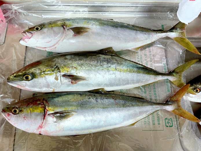 ブリ線虫に寄生された個体は痩せている