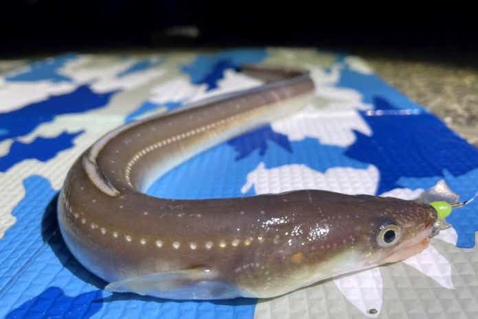 3月アナゴの夜釣り