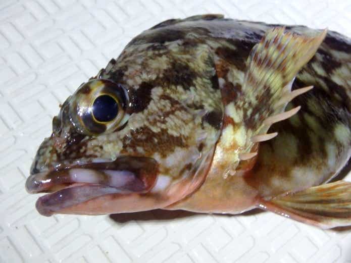 カサゴ｜冬の堤防で釣れる魚の代表格