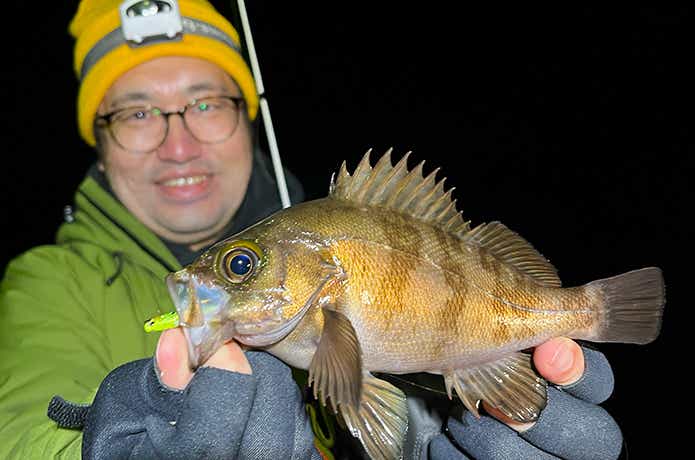 魚子メタル貫きでメバル