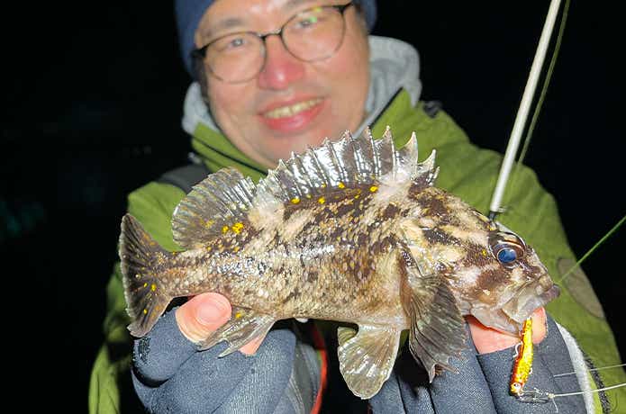 魚子メタル貫きでオウゴンムラソイ