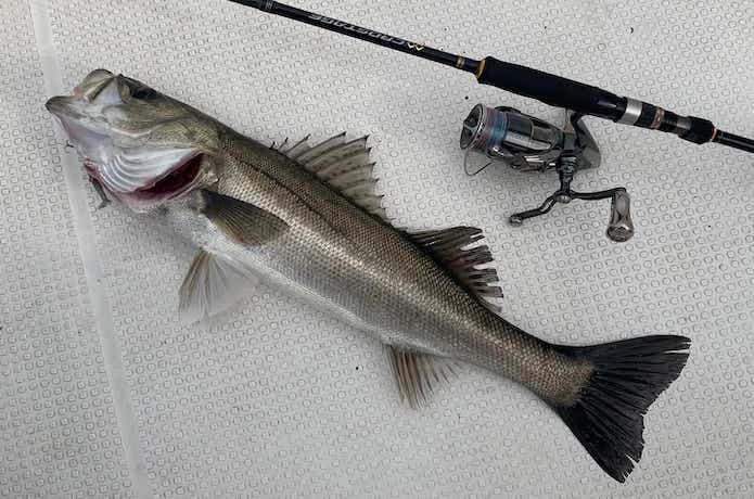 ステラでシーバスの釣果