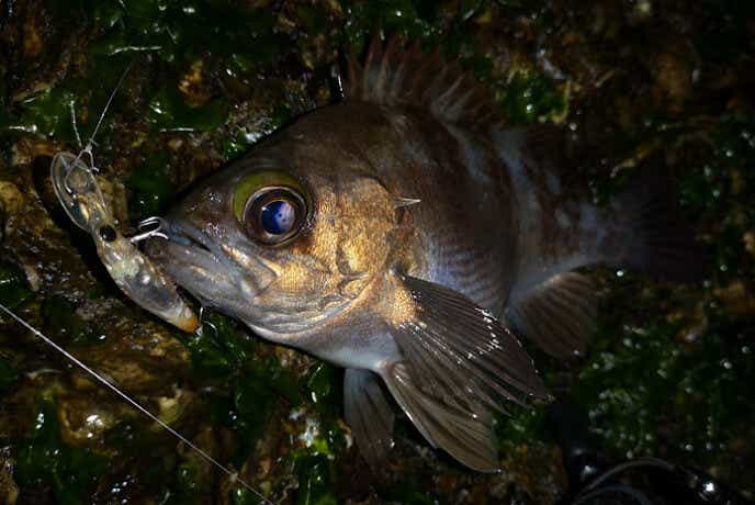 ミノーで釣れたメバル