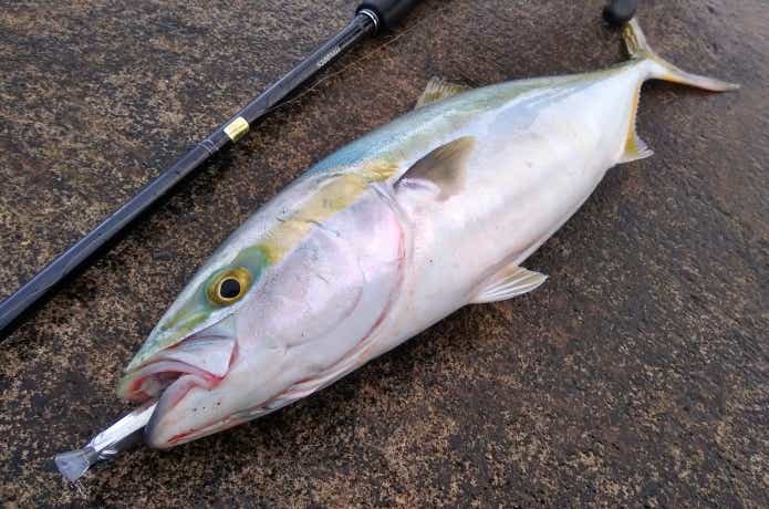 ライトショアジギングで釣れたイナダ