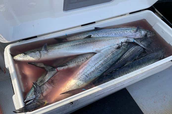 サワラを釣るコツ