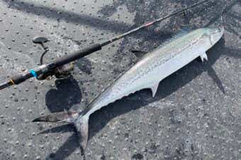 おすすめのブレードジギングロッド14選！代用できるロッドも紹介