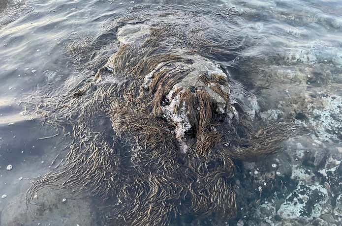海藻