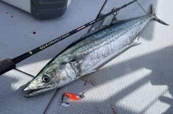 サワラキャスティングロッドおすすめ20選！海域別に適したロッドを紹介