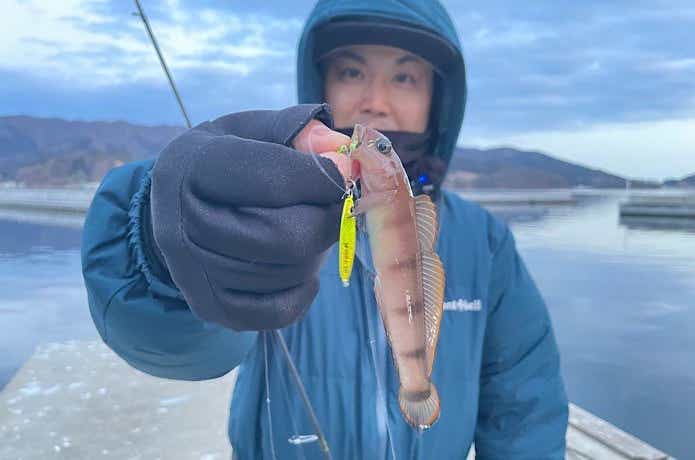 豆ヒラリンでリュウグウハゼ