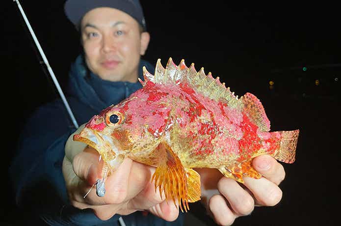 メババイブヘッドとヨロイメバル
