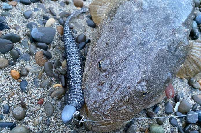 デスロクで釣ったマゴチ