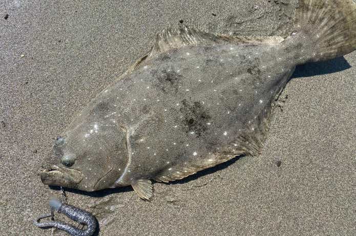 デスアダーで釣ったヒラメ