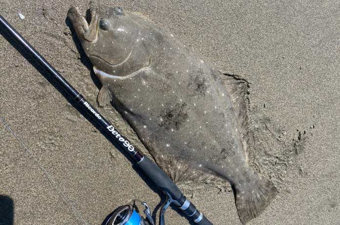 ヒラメの釣果