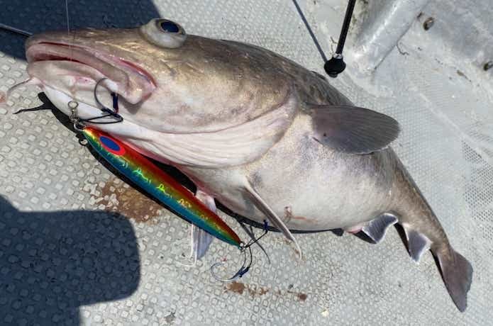 タラの釣果