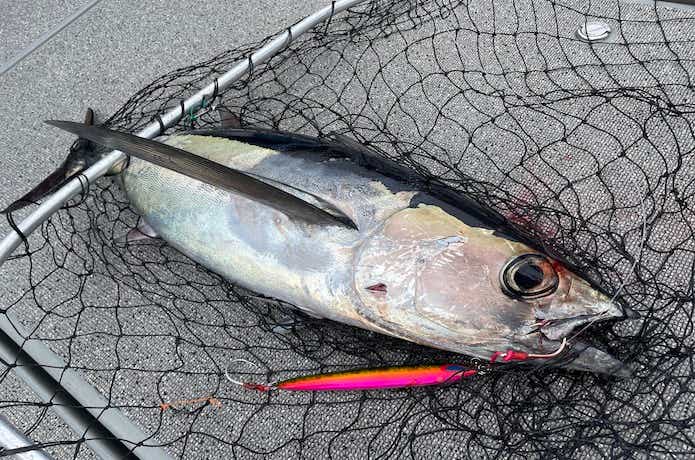 ビンチョウマグロの釣果