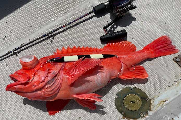 アコウダイの釣果