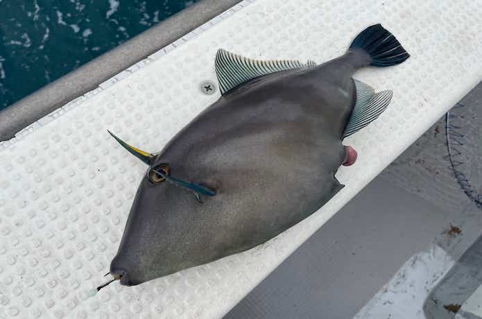 ウマヅラハギの釣果