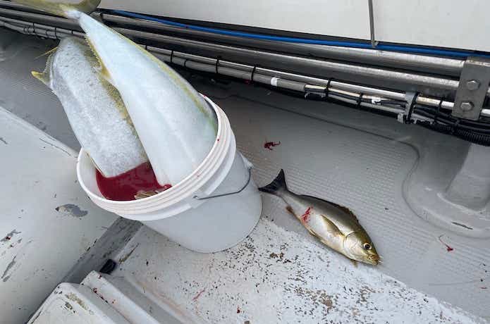 完全フカセでイサキの釣果