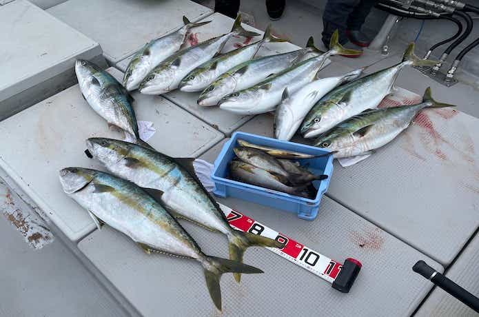 完全フカセの釣果
