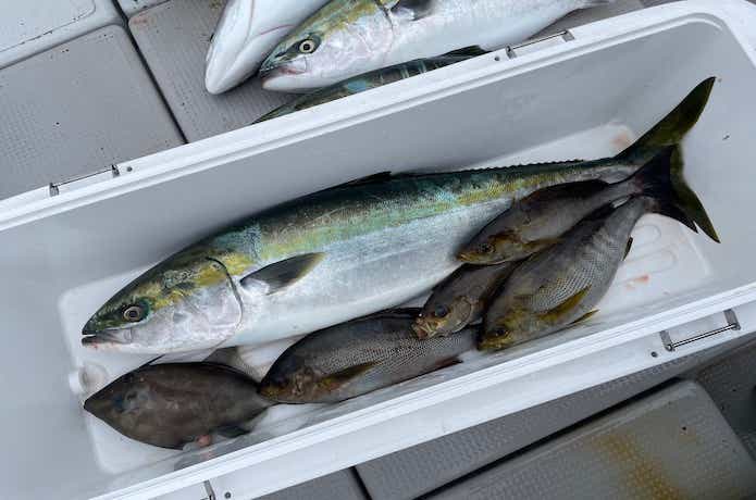 完全フカセで釣れる魚