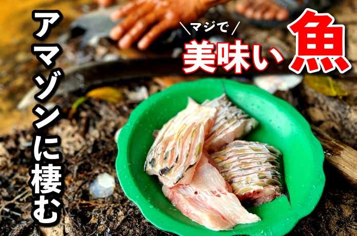 アマゾン川に棲む“マジで美味な魚”Top5