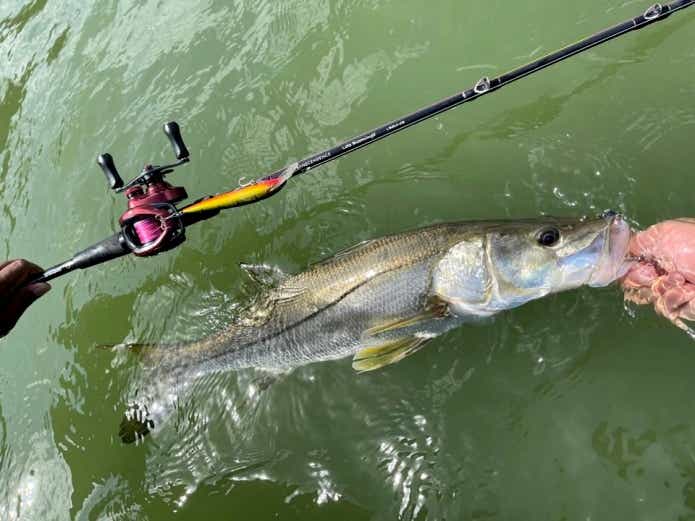 パナマ運河で釣ったスヌーク