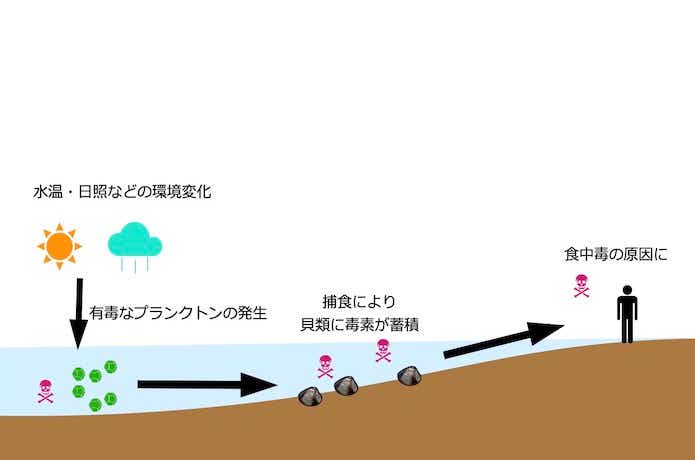 貝毒の仕組み