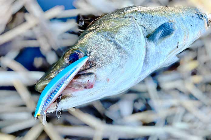 ミノーで釣れたシーバス