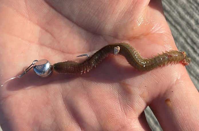 ハヤブサのエサヘッドにイソメをセット