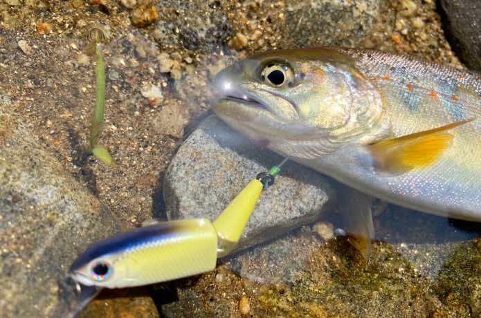 バフェットジョインテッドで釣ったアマゴ