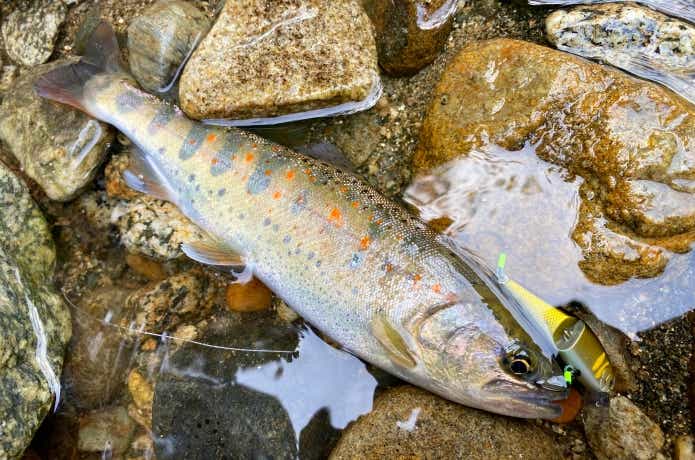 バフェットジョインテッドで釣ったトラウト