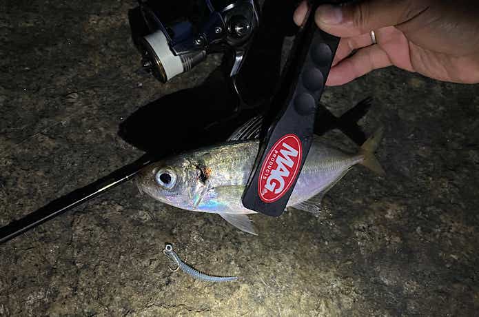 イージーシェイカーでの釣果