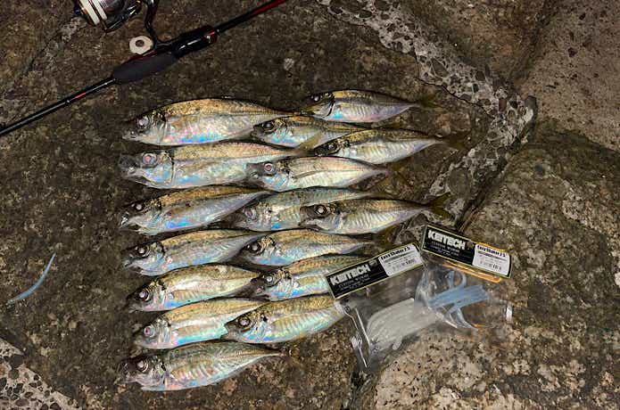 イージーシェイカーで釣ったアジ