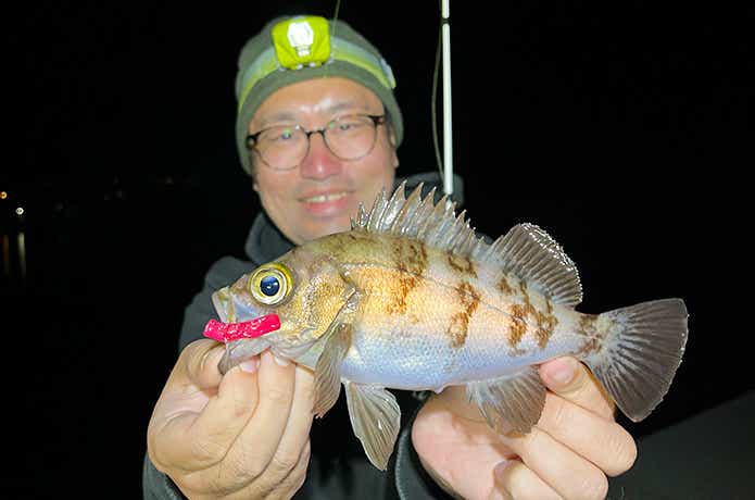 常温保存生エサ Hitくん イカでメバル