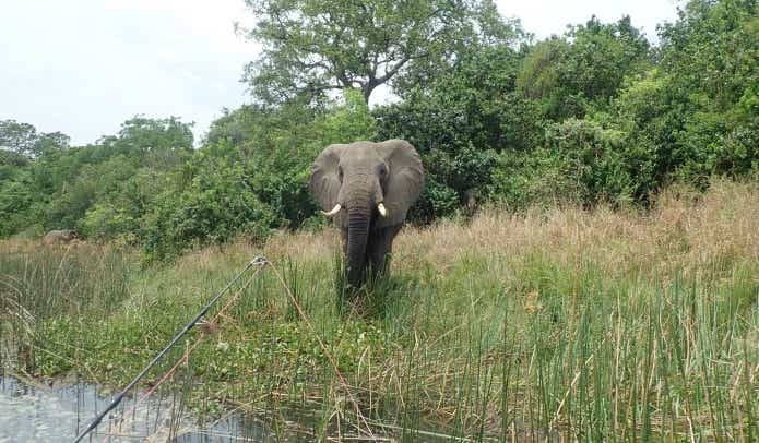 釣り中に遭遇したゾウ